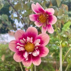 Rhubarb and Custard Dahlia Tuber